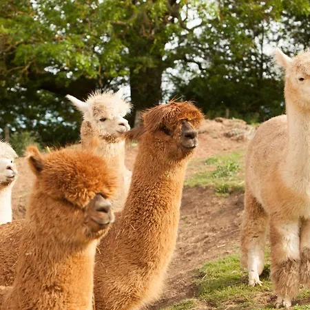 The Llama Hut *